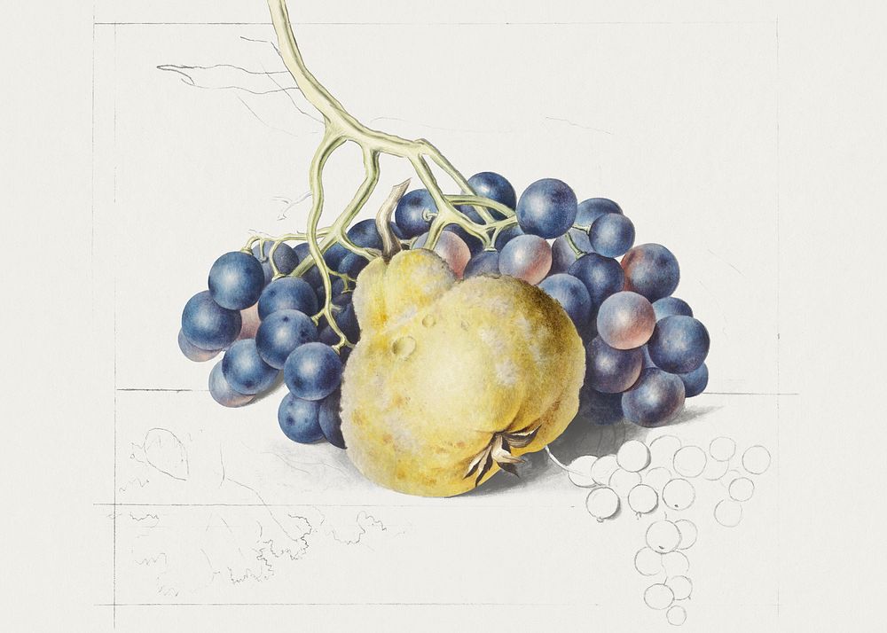 Stilleven met druiven en een peer by Georgius Jacobus Johannes van Os  (1782&ndash;1861). Original from The Rijksmuseum.…