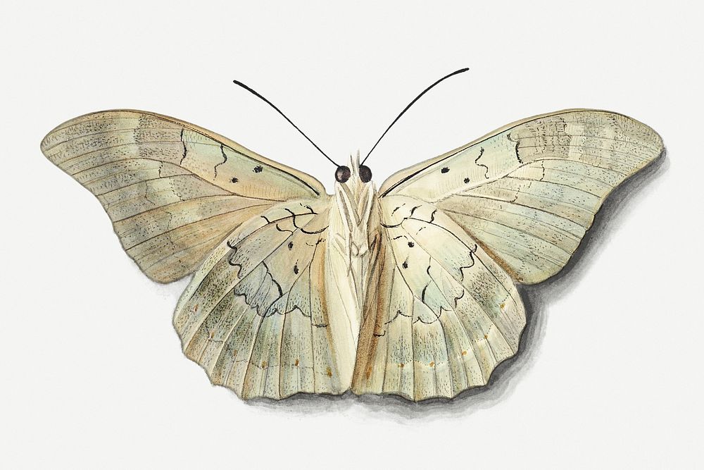 Vintage white butterfly design element