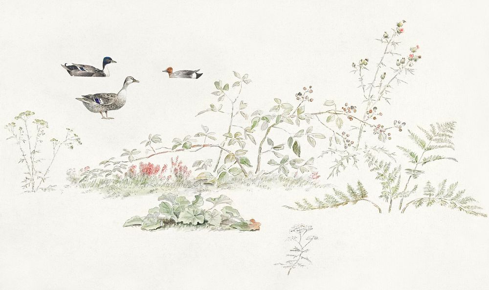 Studieblad met planten en watervogels (study sheet with plants and waterfowl) by Joseph August Knip (1777&ndash;1847).…