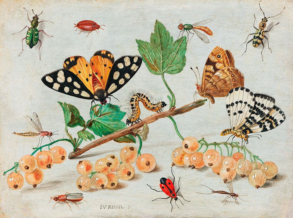 Insects and Fruits (1660&ndash;1665) by Jan van Kessel. Original from The Rijksmuseum. Digitally enhanced by rawpixel.