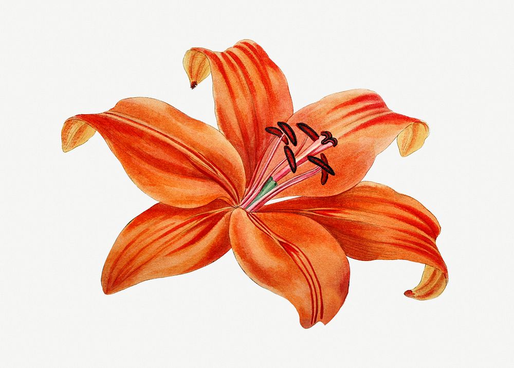 Vintage lily flower psd illustration