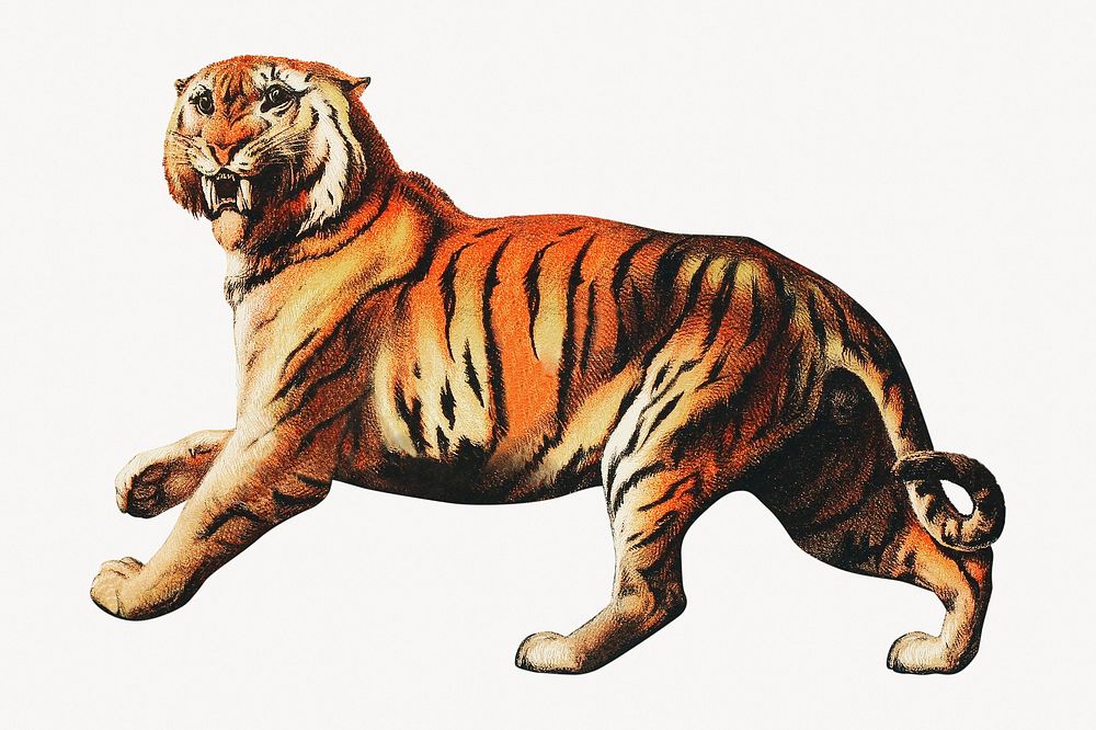 Tiger illustration, vintage artwork