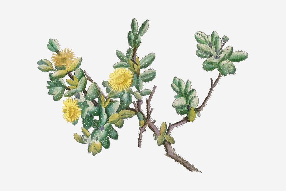 Vintage Mesembryanthemum Echinatum (Pickle Plant) illustration