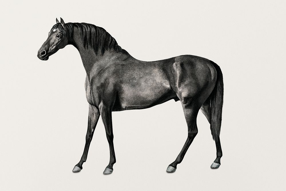 Horse psd vintage illustration, remixed from artworks by George Stubbs