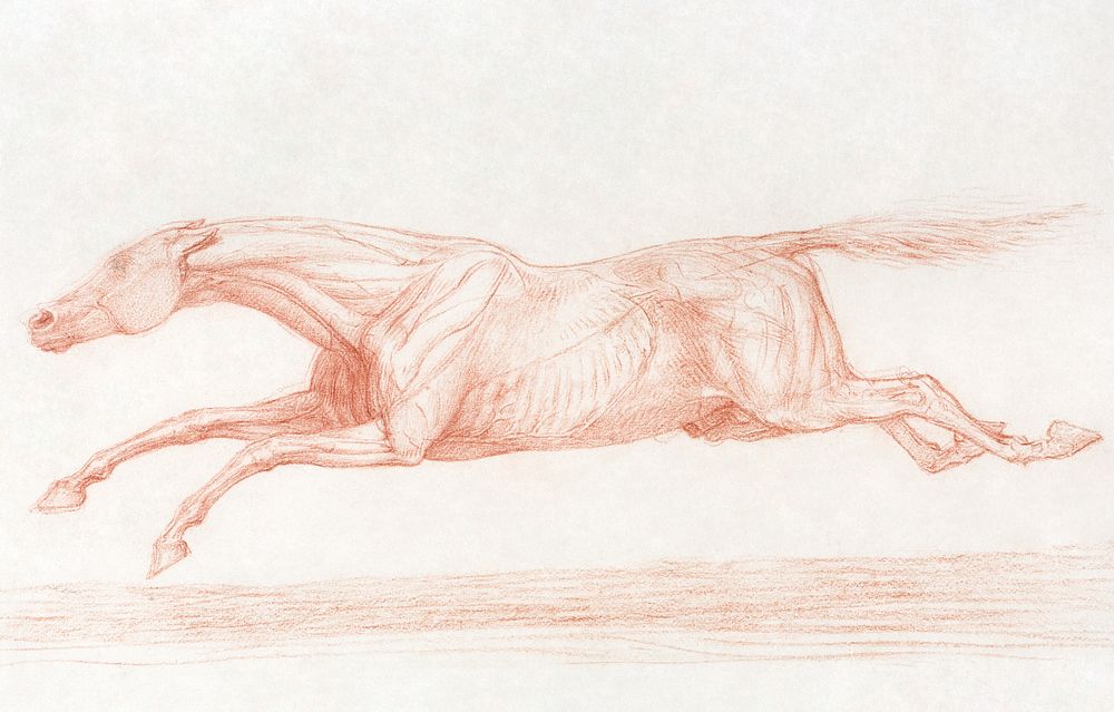 Study of a Racehorse in Action: Galloping to Left, a Semi-Anatomical Study, with Skin Flayed to Show Action of Muscles…