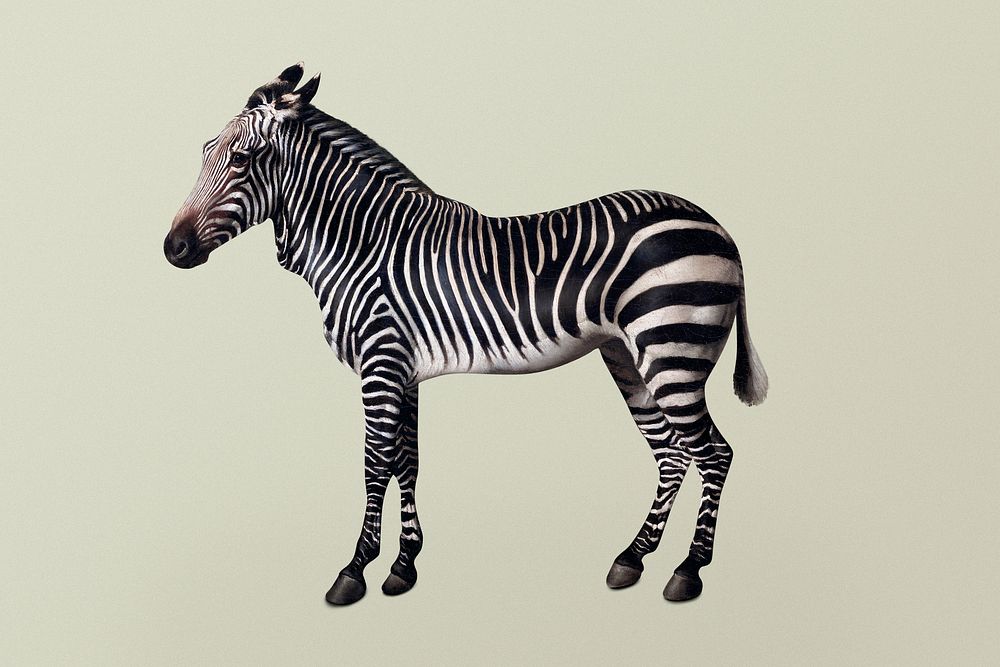 Zebra psd vintage illustration, remixed from artworks by George Stubbs