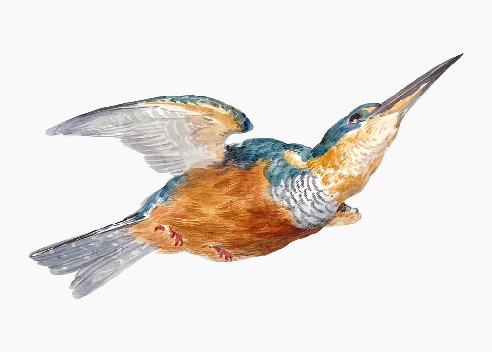 Kingfisher illustration vector, remixed from artworks by Aert Schouman