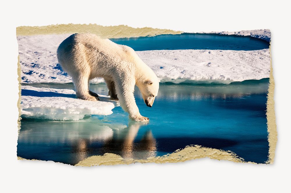 Polar bear, ripped paper element, wildlife image