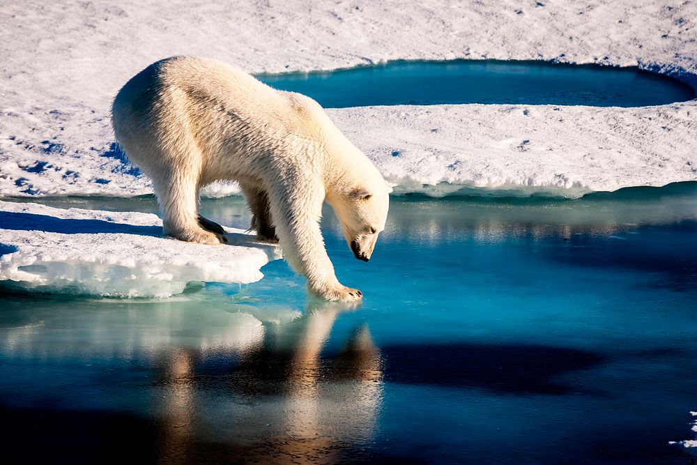 Polar bear at the Arctic. Original from NASA. Digitally enhanced by rawpixel.