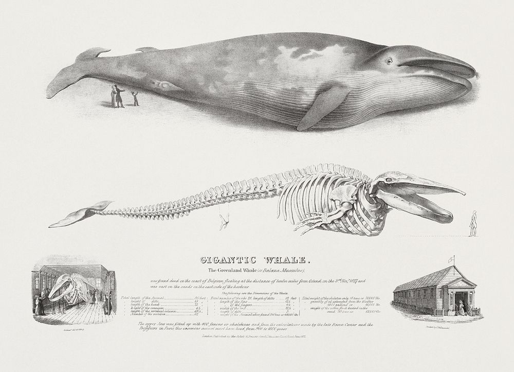 Gigantic Whale: The Greenland Whale (or Baloena Musculus), Blue Whale, Balaenoptera musculus (Linnaeus,1758) (1832) by…