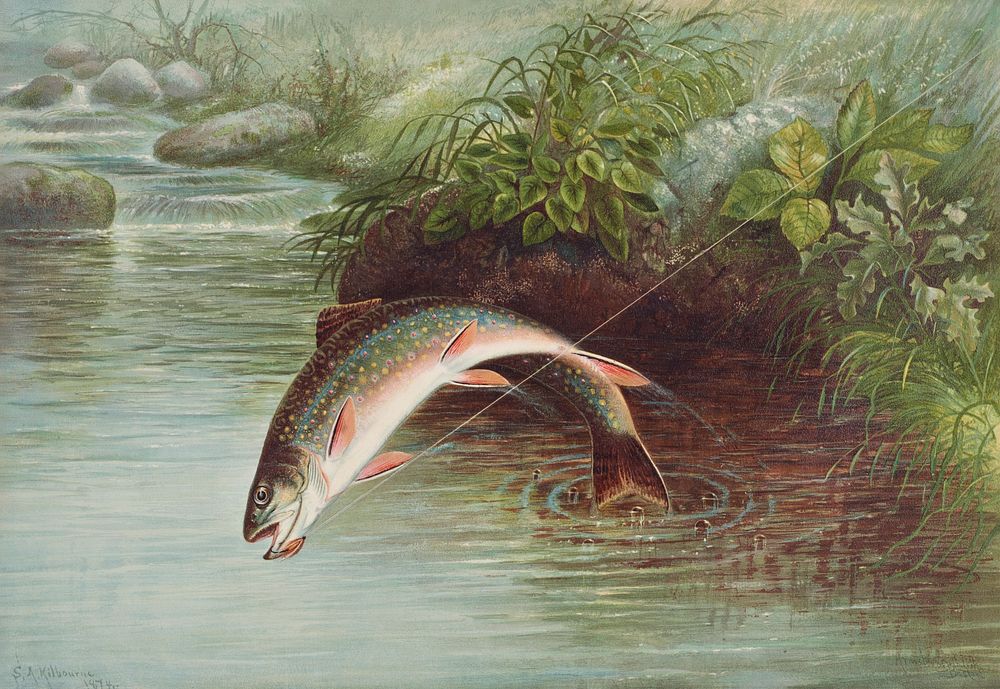 Leaping Brook Trout chromolithograph (1874) by Samuel Kilbourne. Original from Museum of New Zealand. Digitally enhanced by…