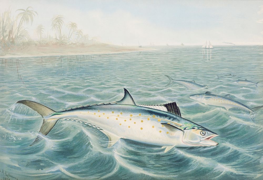 Red Drum chromolithograph (1878) by Samuel Kilbourne. Original from Museum of New Zealand. Digitally enhanced by rawpixel.