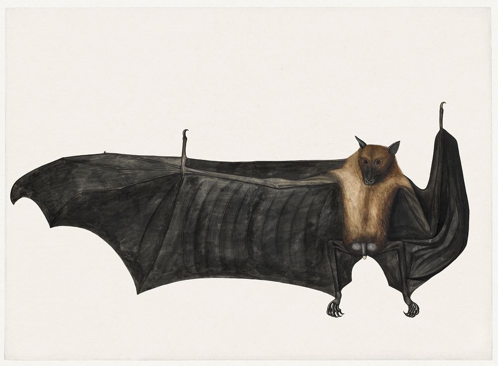 Great Indian Fruit Bat (ca. 1777&ndash;1782). Original from The MET Museum. Digitally enhanced by rawpixel.