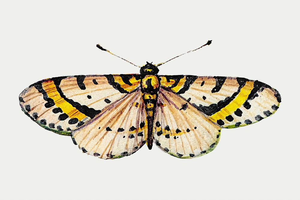 Vintage yellow butterfly insect vector 