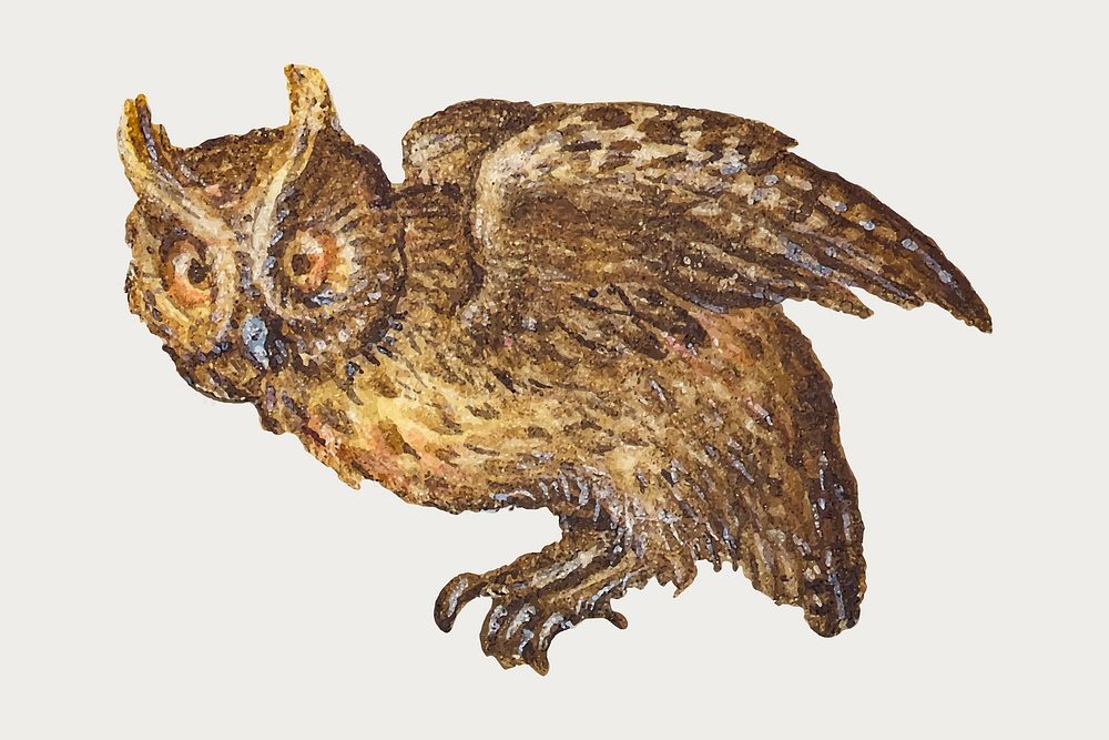 Hand drawn vintage vector owl bird