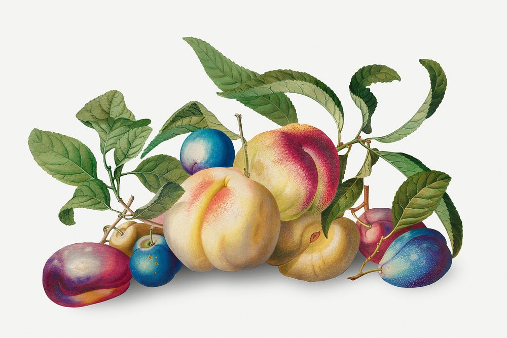 Fruit Arrangement: Peaches and Plums (1742) by Georg Dionysius Ehret. Original from The Cleveland Museum of Art. Digitally…