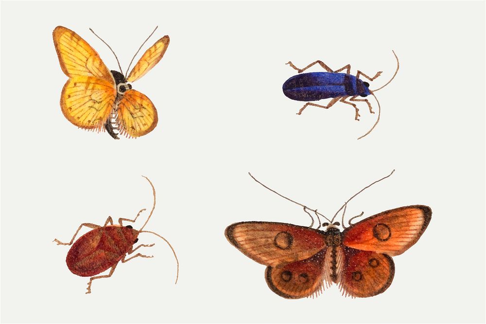 Butterfly, moth and bugs vintage drawing vector collection