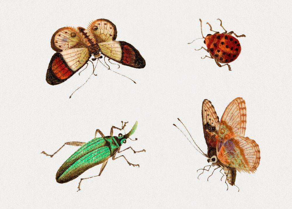 Psd butterfly and bug vintage drawing collection