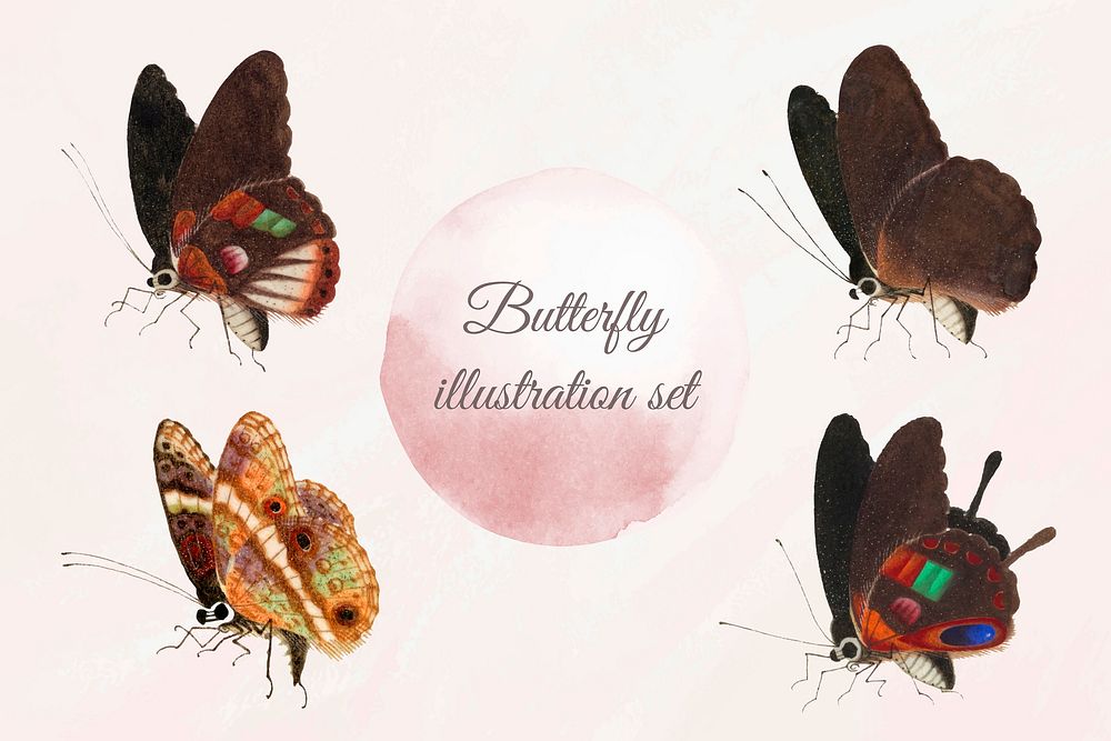 Butterfly insect vector vintage illustration se