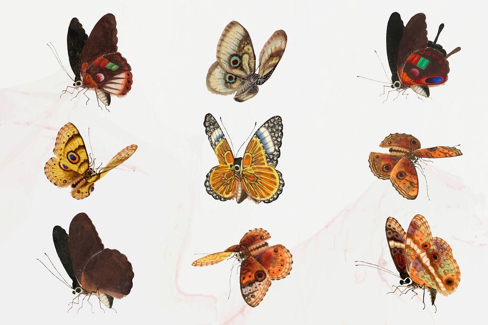 Moth and butterfly insect vector vintage drawing collection