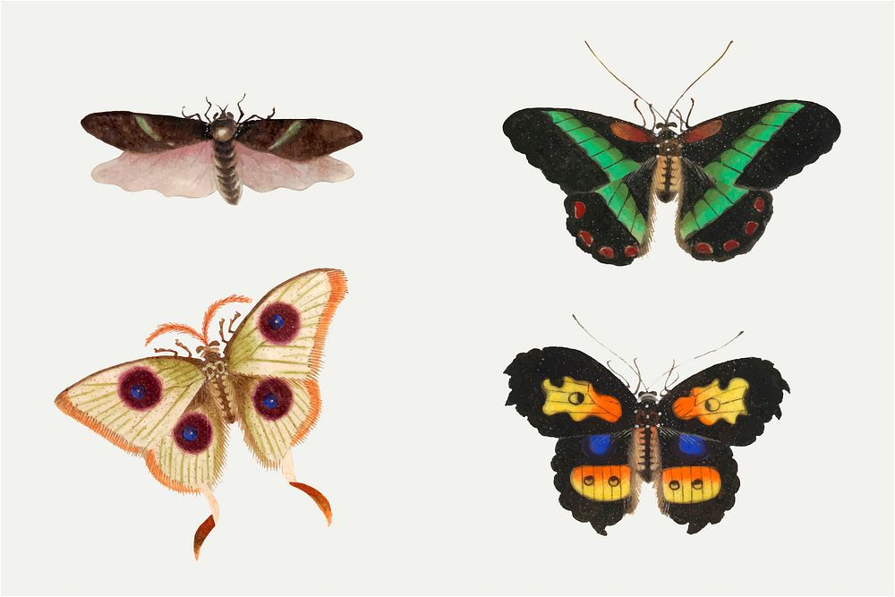 Butterflies, moth and insect vintage illustration vector set