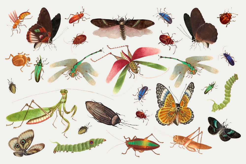 Butterflies, grasshoppers and insects vector vintage drawing collection