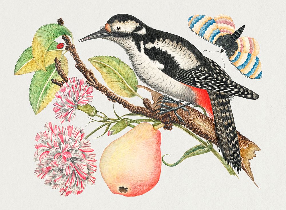 The 18th century illustration of a bird perched on a branch which bears a pear, red and white blossoms, and leaves with a…