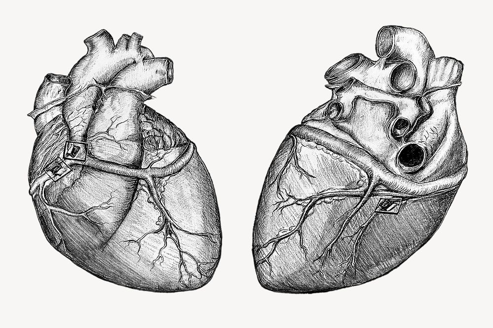 Realistic hearts sticker, medical illustration psd