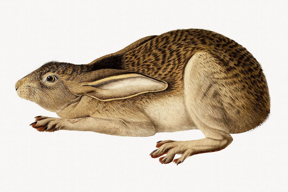 Hare illustration, drawing artwork