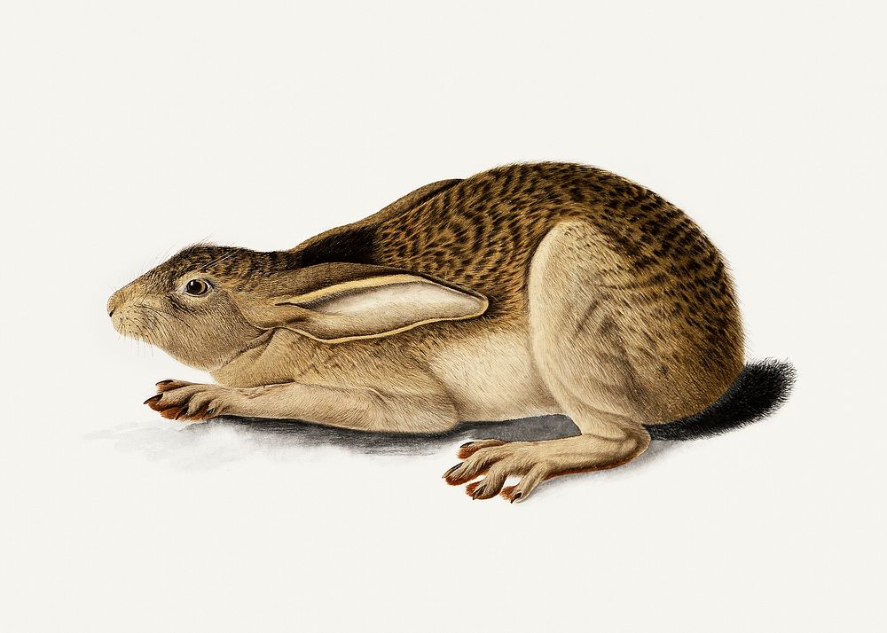 Black-Tailed Hare (1841) painting in high resolution by John James Audubon. Original from the Saint Louis Art Museum.…