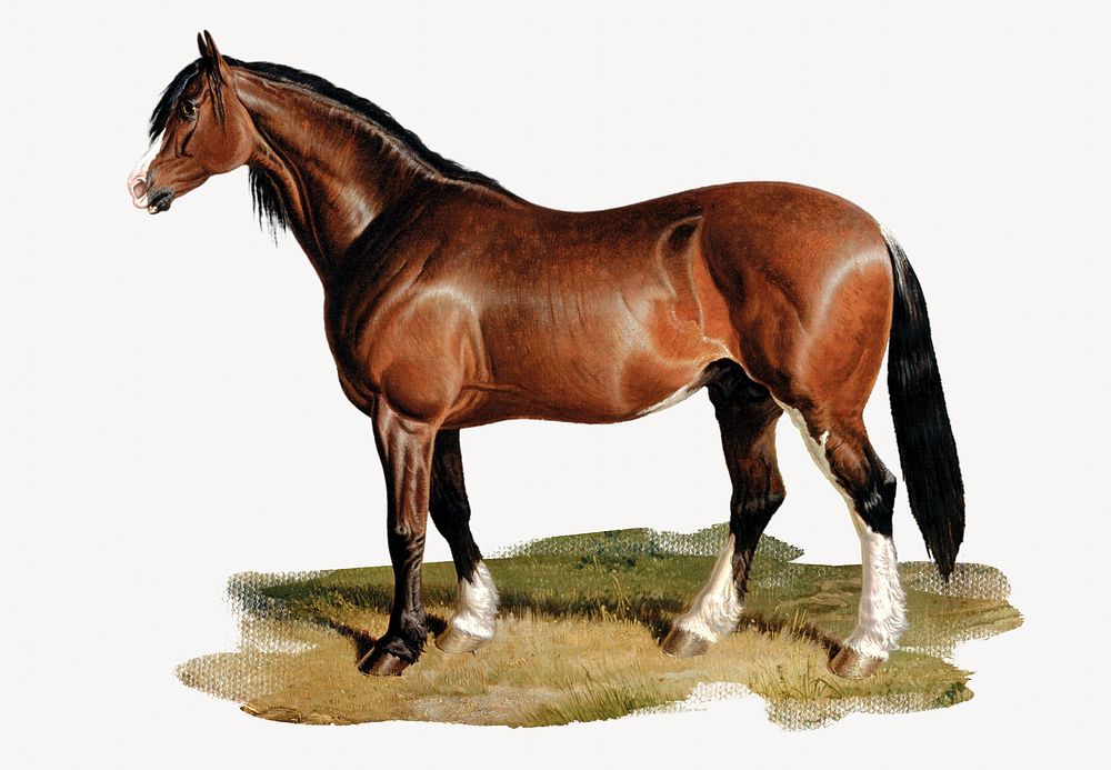Horse with image element