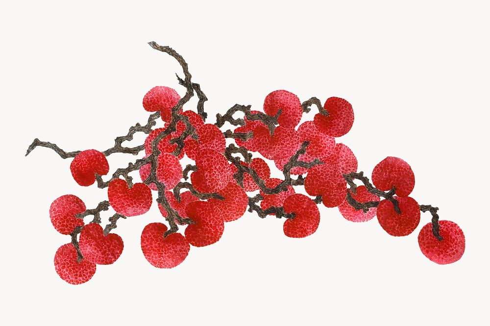 Lychee fruit illustration, vintage artwork