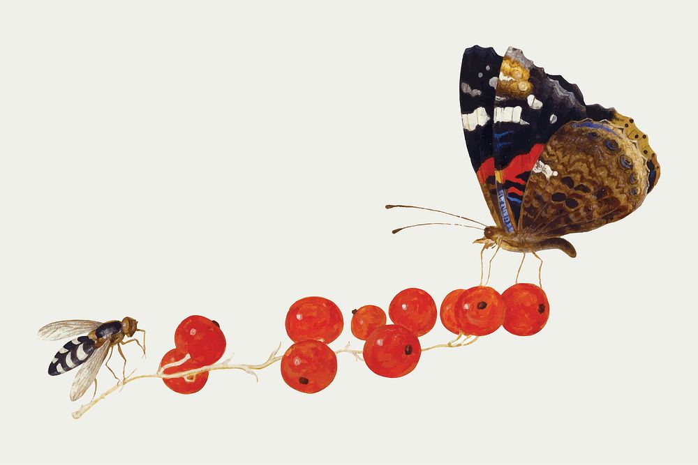 Moth vector with insect on red currants illustration, remixed from artworks by Jan van Kessel
