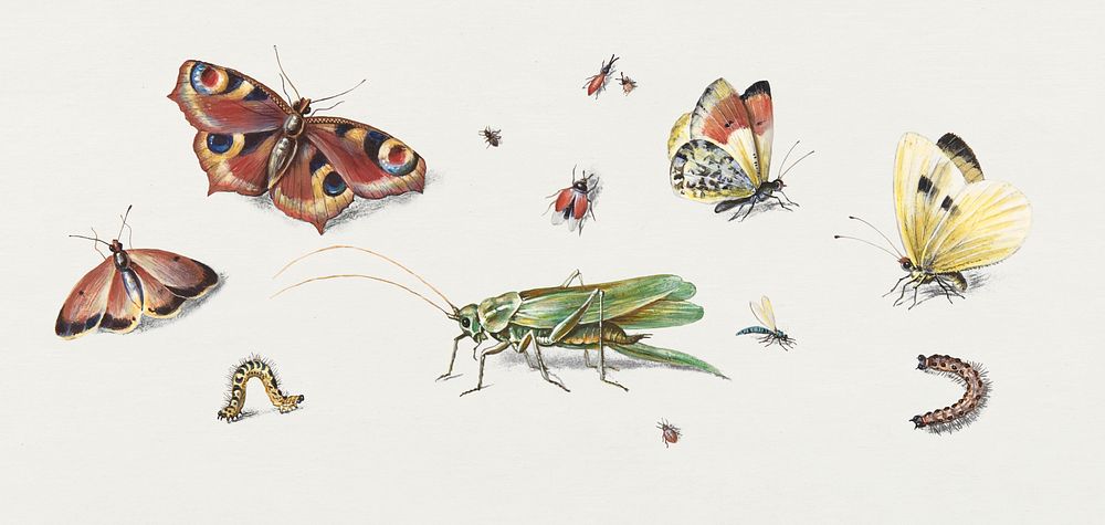 Insects, butterflies, grasshopper psd set, remixed from artworks by Jan van Kessel