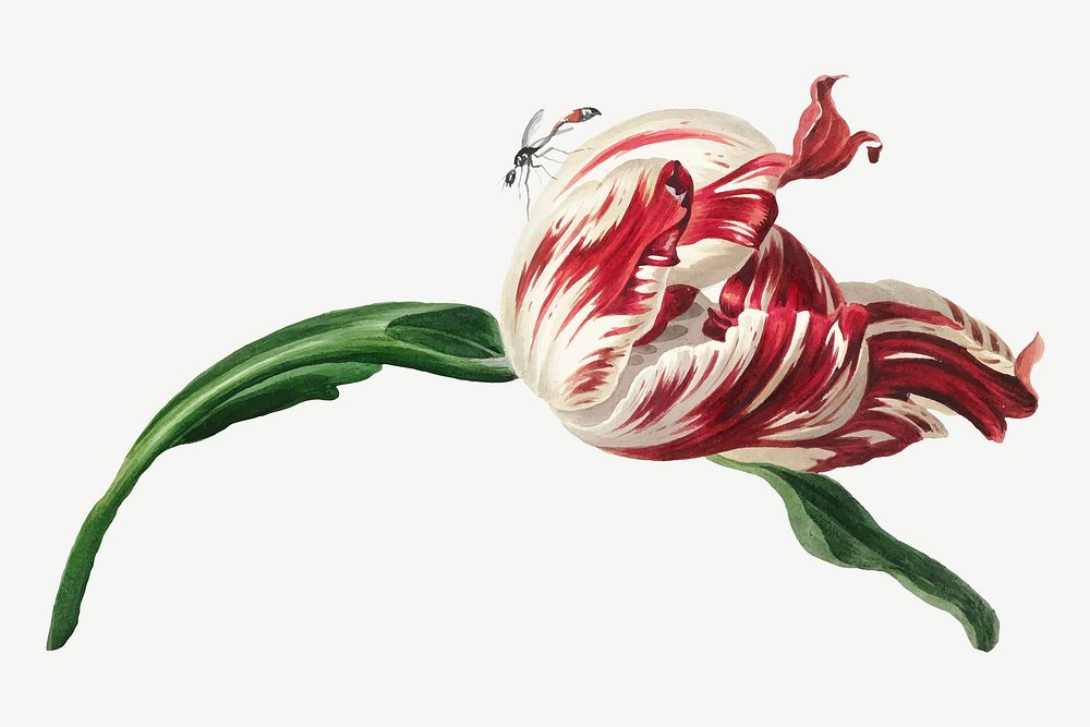 Vintage tulip flower illustration vector