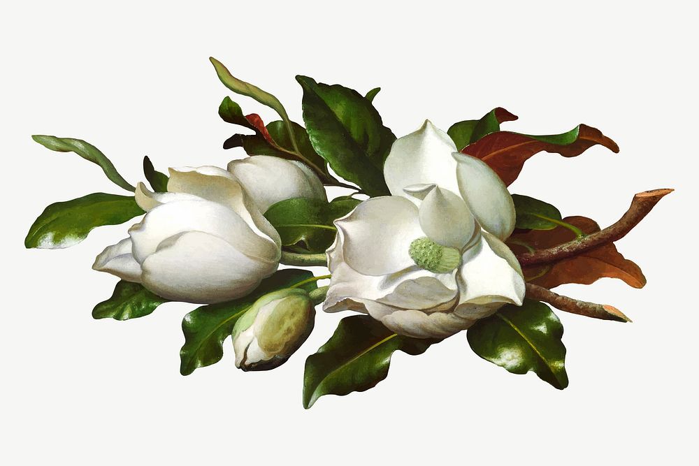 Vintage white Magnolia flowers vector illustration, remix from artworks by Martin Johnson Heade