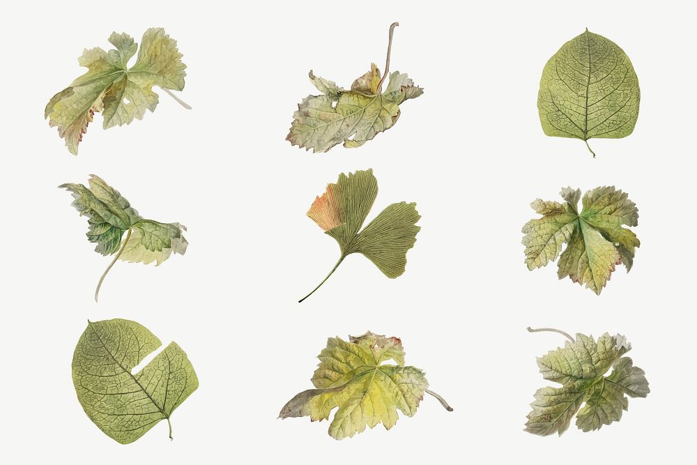 Vintage leaf botanical illustration vector set