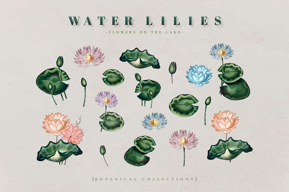 Botanical water lilies collection vector