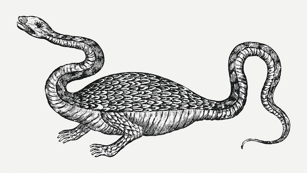 Vintage dragon illustration psd, remixed from from artwork by Athanasius Kircher.