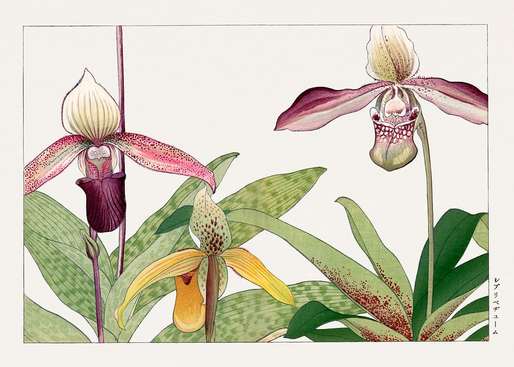 Orchid flower, Japanese woodblock art.  Digitally enhanced from our own 1917 edition of Seiyô SÔKA ZUFU by Tanigami Kônan.