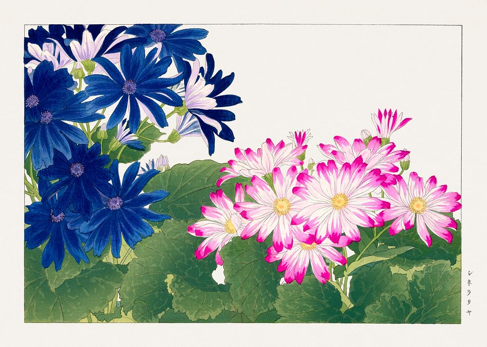Vintage cineraria flower, ukiyo e artwork.  Digitally enhanced from our own 1917 edition of Seiyô SÔKA ZUFU by Tanigami…