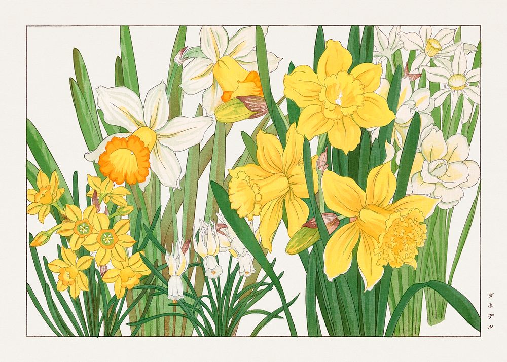 Daffodil woodblock painting.  Digitally enhanced from our own 1917 edition of Seiyô SÔKA ZUFU by Tanigami Kônan.