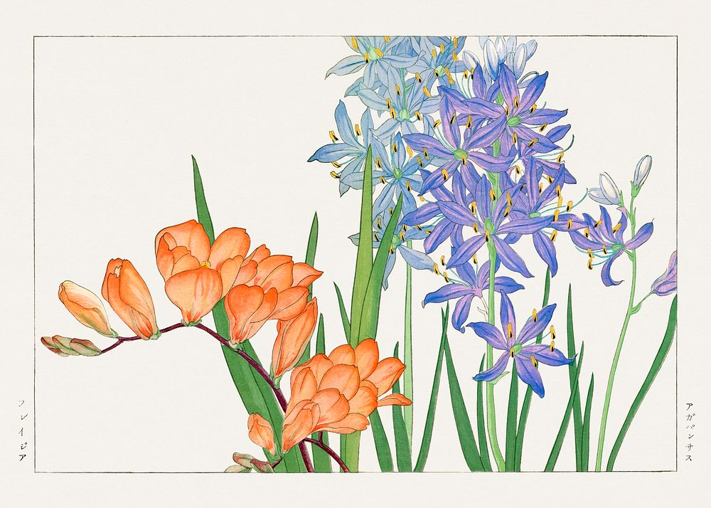 Freesia flower, Japanese woodblock art.  Digitally enhanced from our own 1917 edition of Seiyô SÔKA ZUFU by Tanigami Kônan.
