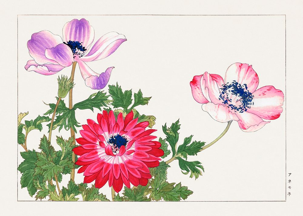 Poppy flower woodblock painting.  Digitally enhanced from our own 1917 edition of Seiyô SÔKA ZUFU by Tanigami Kônan.