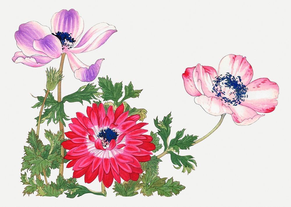 Poppy collage element, vintage Japanese art psd