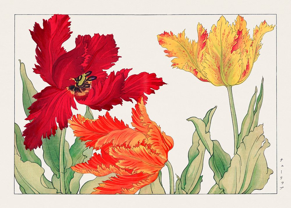 Parrot tulip, Japanese woodblock art.  Digitally enhanced from our own 1917 edition of Seiyô SÔKA ZUFU by Tanigami Kônan.