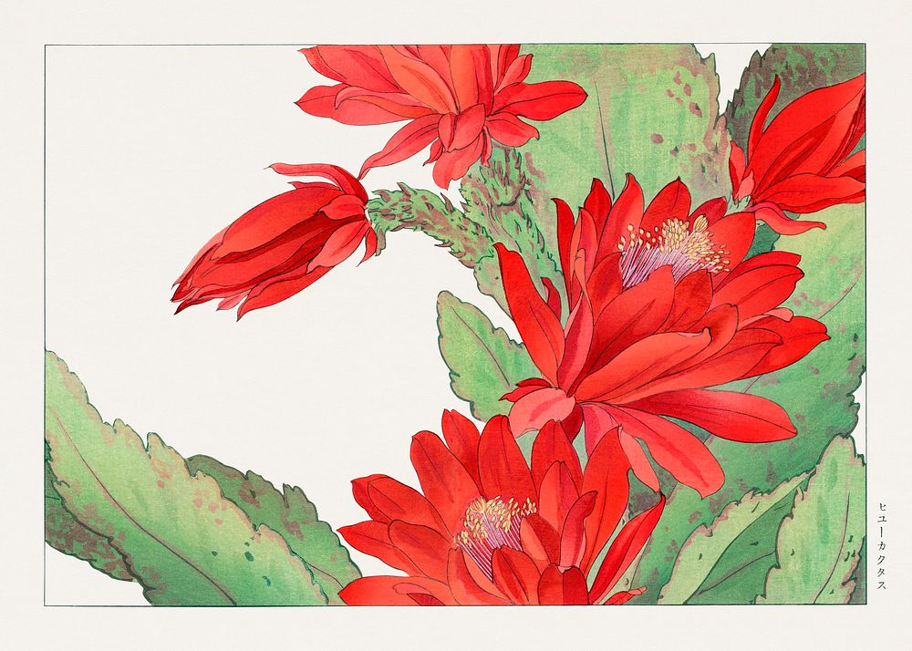 Phyiiocactus flower, Japanese woodblock art.  Digitally enhanced from our own 1917 edition of Seiyô SÔKA ZUFU by Tanigami…