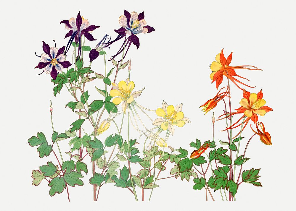 Aquilegia flower collage element, vintage Japanese art psd