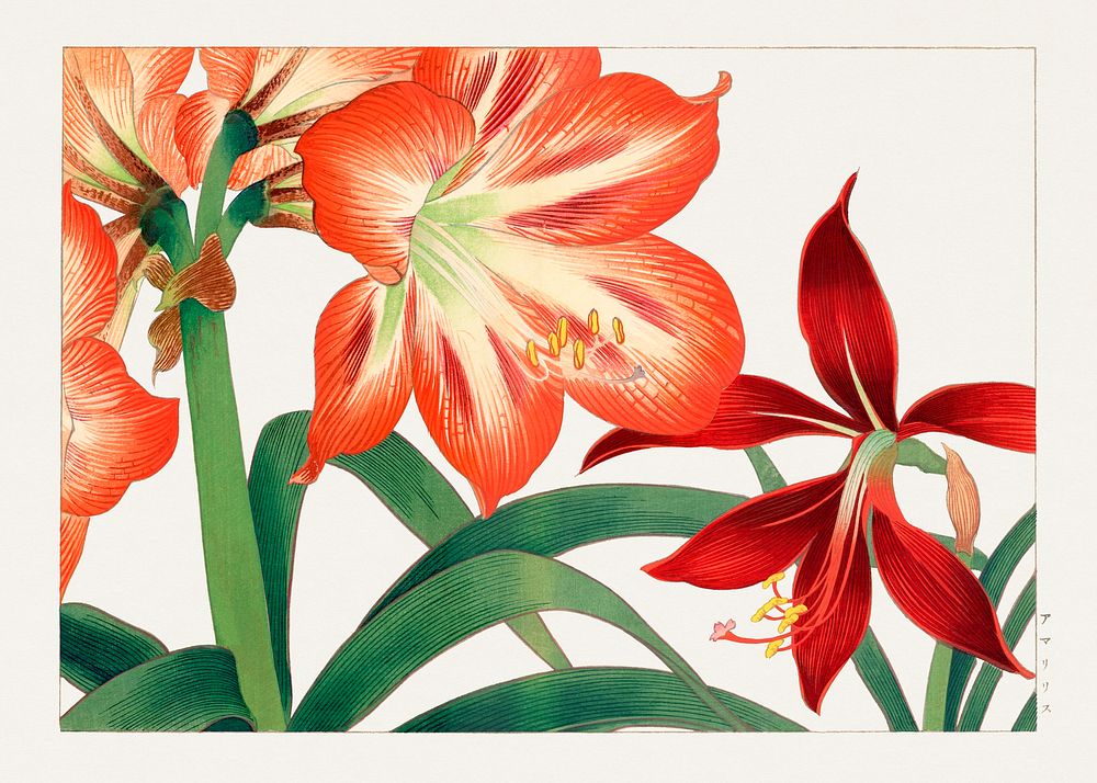 Vintage amaryllis flower, ukiyo e artwork.  Digitally enhanced from our own 1917 edition of Seiyô SÔKA ZUFU by Tanigami…