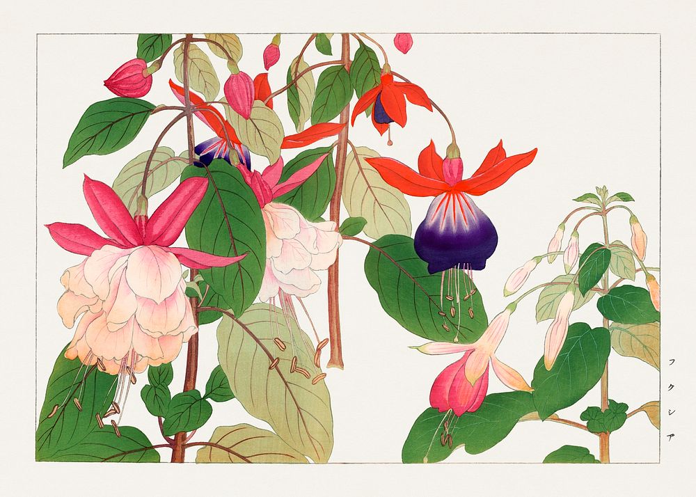 Fuchsia flower, Japanese woodblock art.  Digitally enhanced from our own 1917 edition of Seiyô SÔKA ZUFU by Tanigami Kônan.